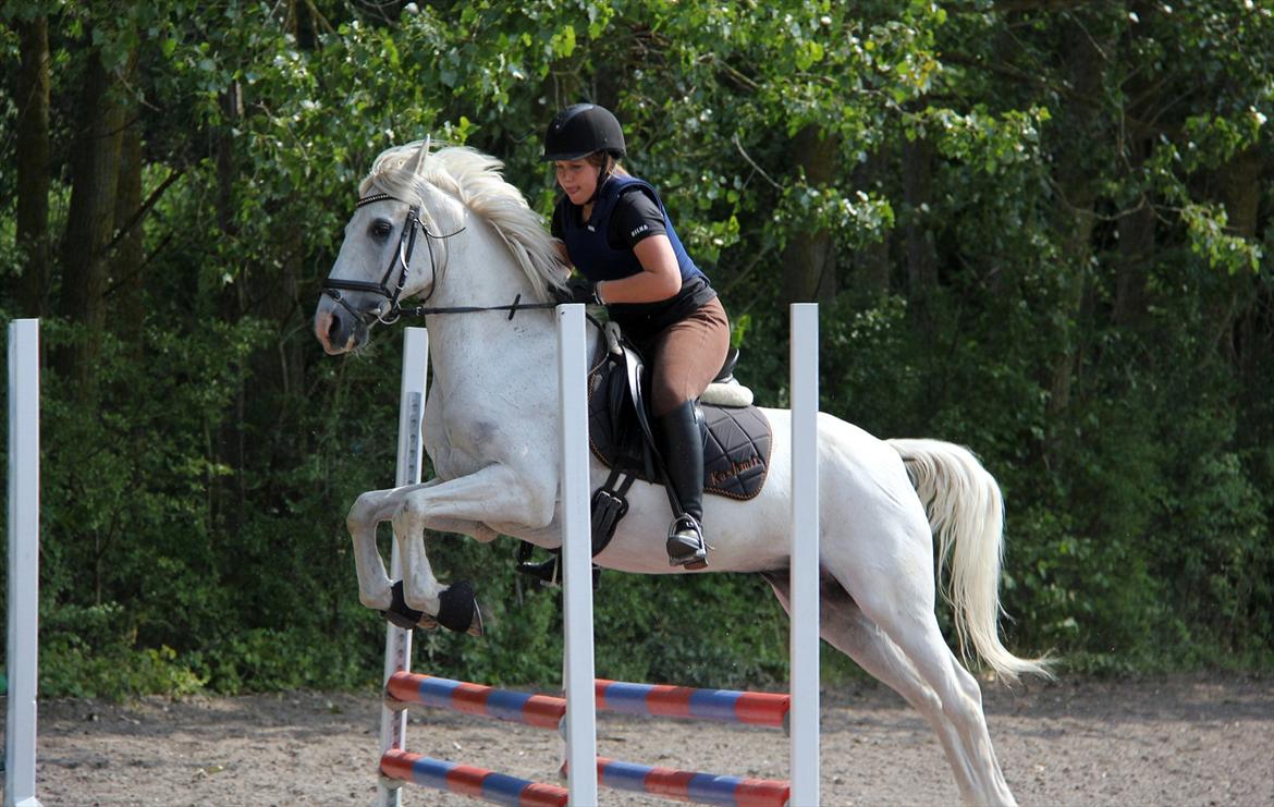 Anden særlig race Skovly's Kashmir - Spriiiing pony :D billede 19
