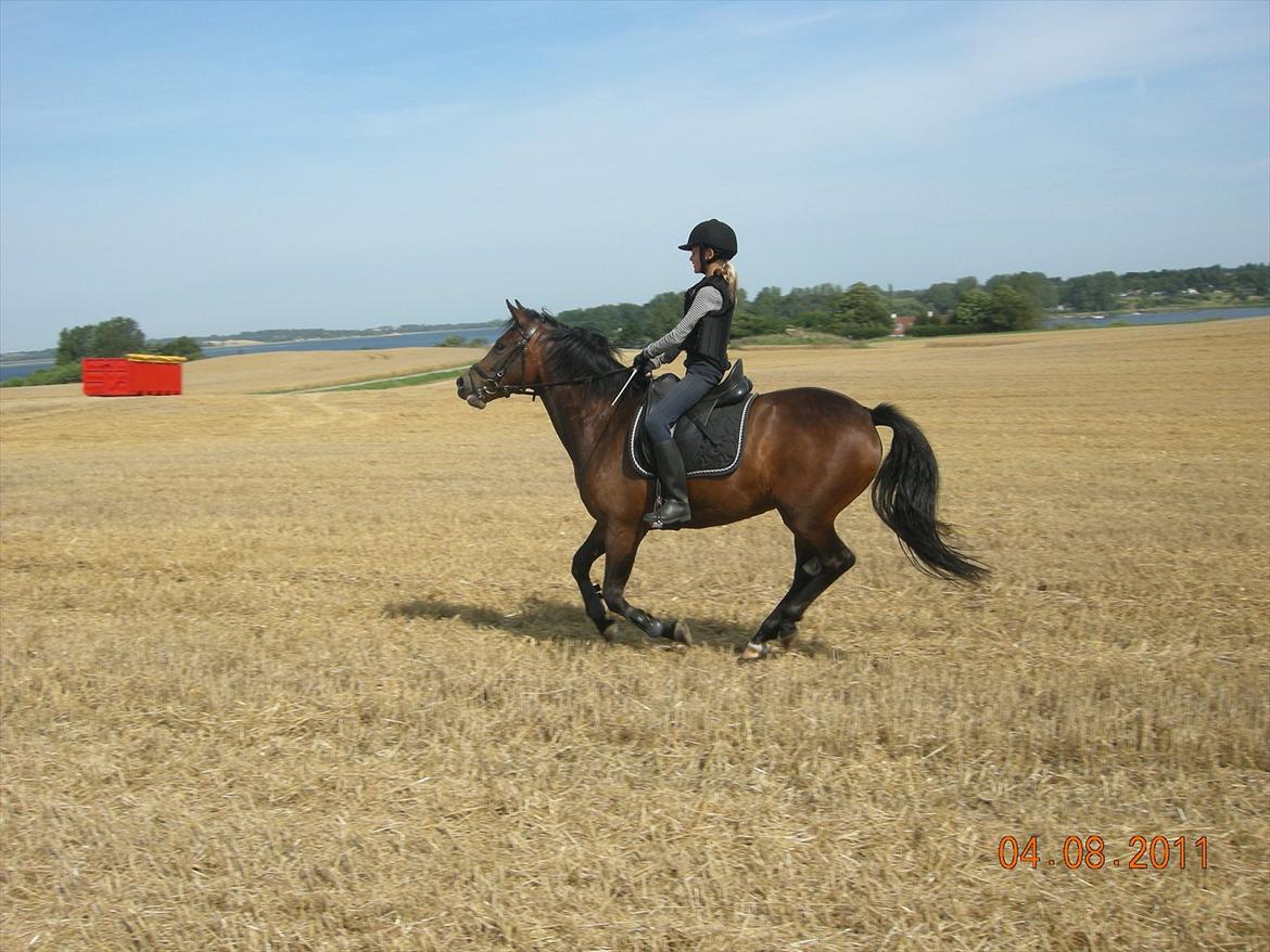 New Forest Hamborgs Fuchsia - Dejlig galoptur på stubmarken :D  billede 17