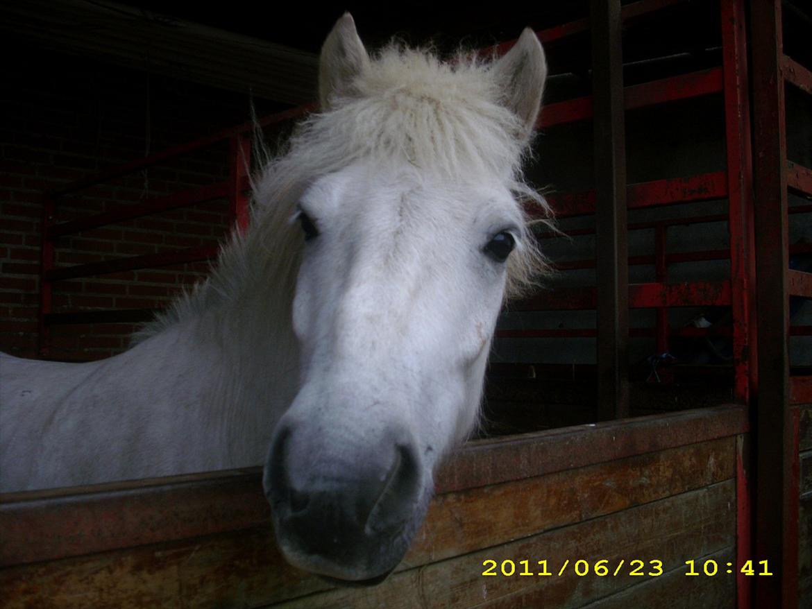 Islænder Pori klattrup - It's the eyes, which carries the truth..
Nurh!<3 Ridelejr på Birken 2011<3 billede 6