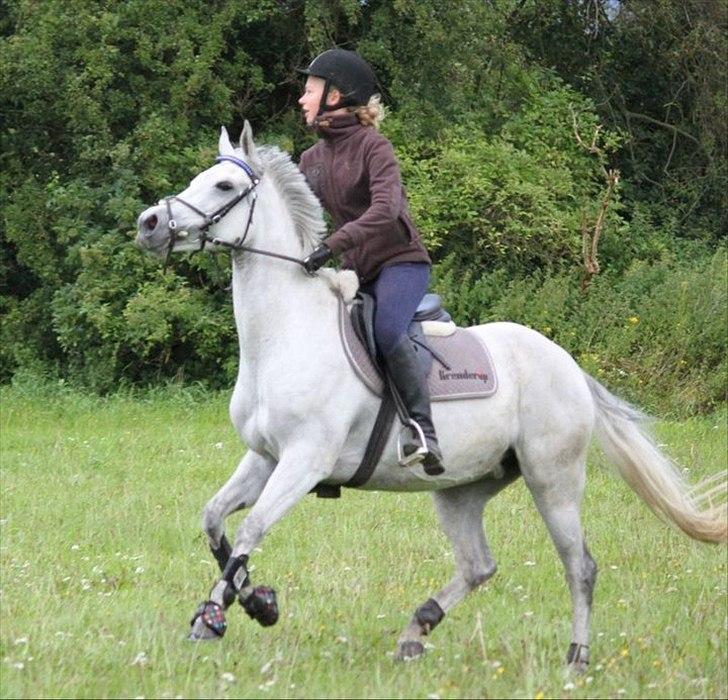 Anden særlig race Con Amor - Conne elsker at springe :) billede 15