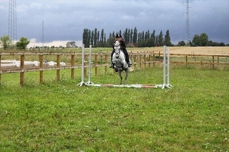 Anden særlig race Con Amor - Springer vandgrav  billede 18