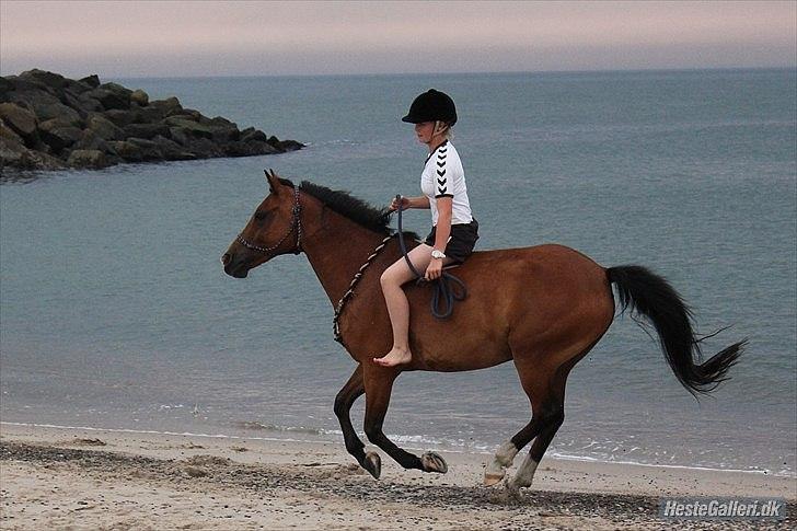 New Forest Fly - På stranden, med rebgrime 2011 billede 7