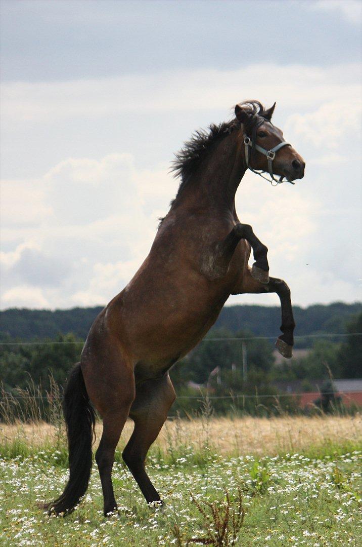 New Forest Montana af Højgaard(MONTY) - 9. august 2011 billede 3
