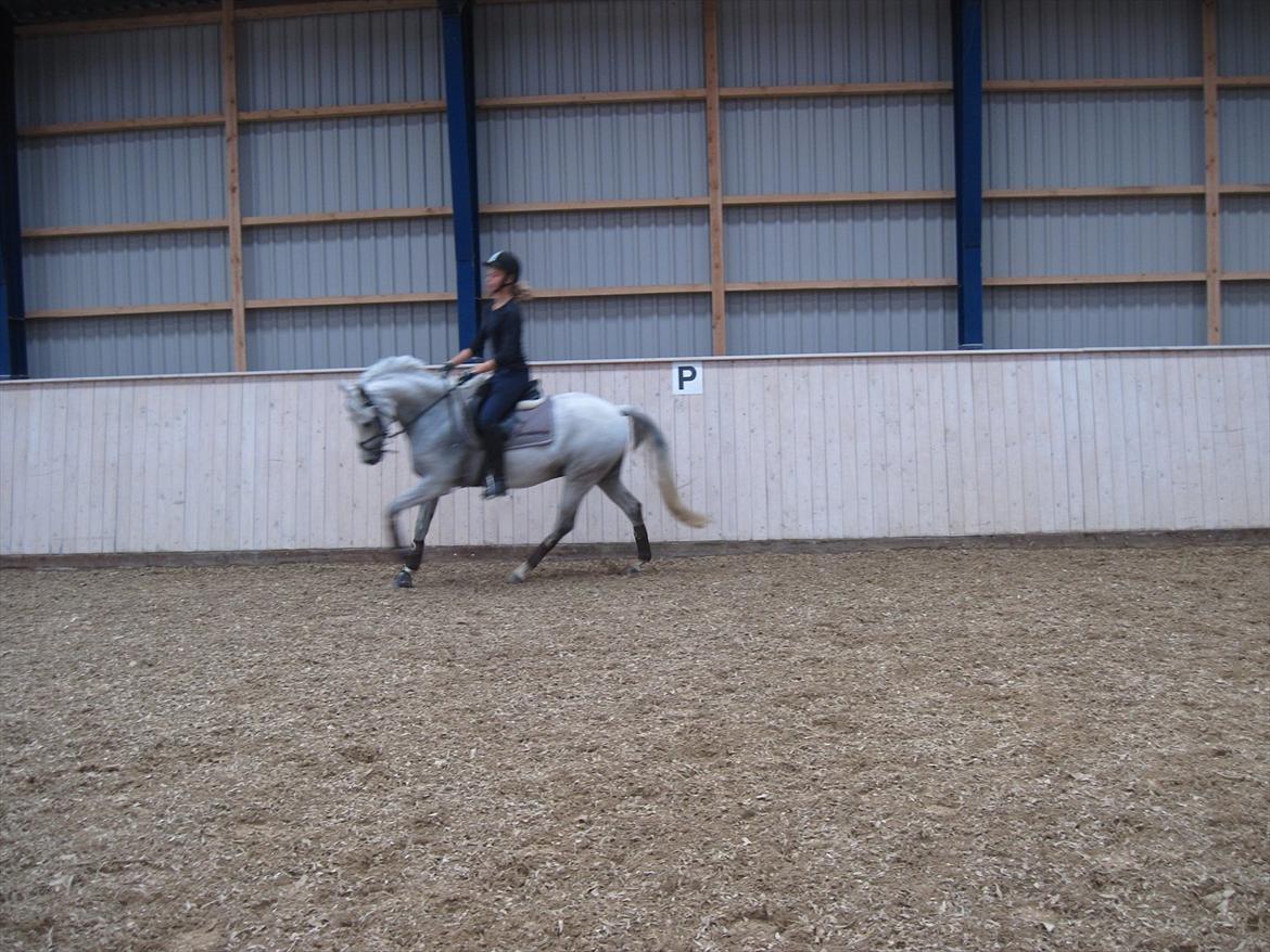 Anden særlig race Con Amor billede 2