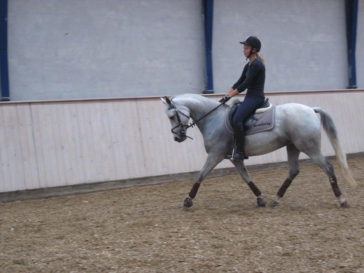 Anden særlig race Con Amor billede 6