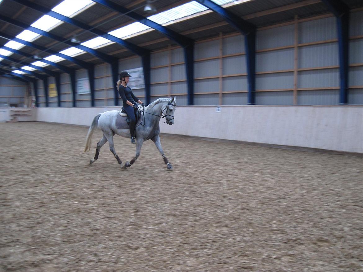 Anden særlig race Con Amor billede 8