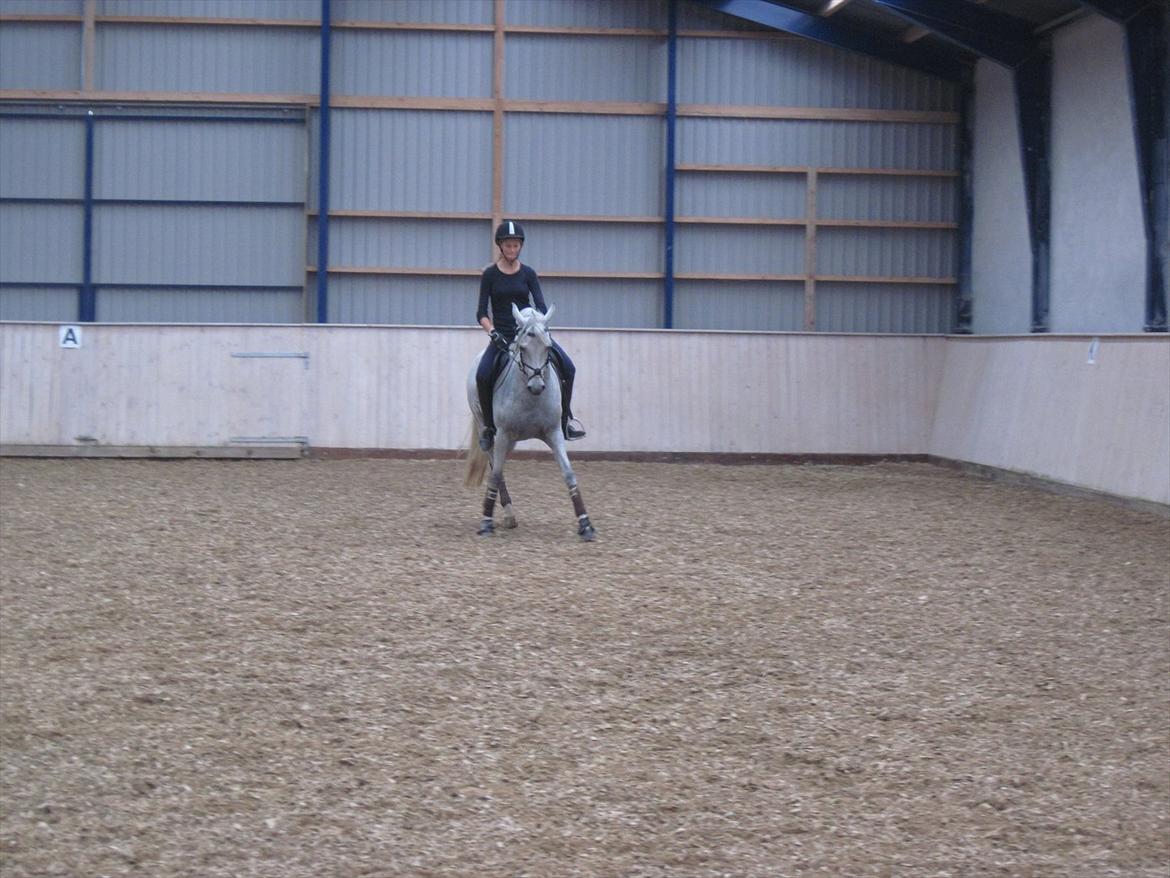 Anden særlig race Con Amor billede 14