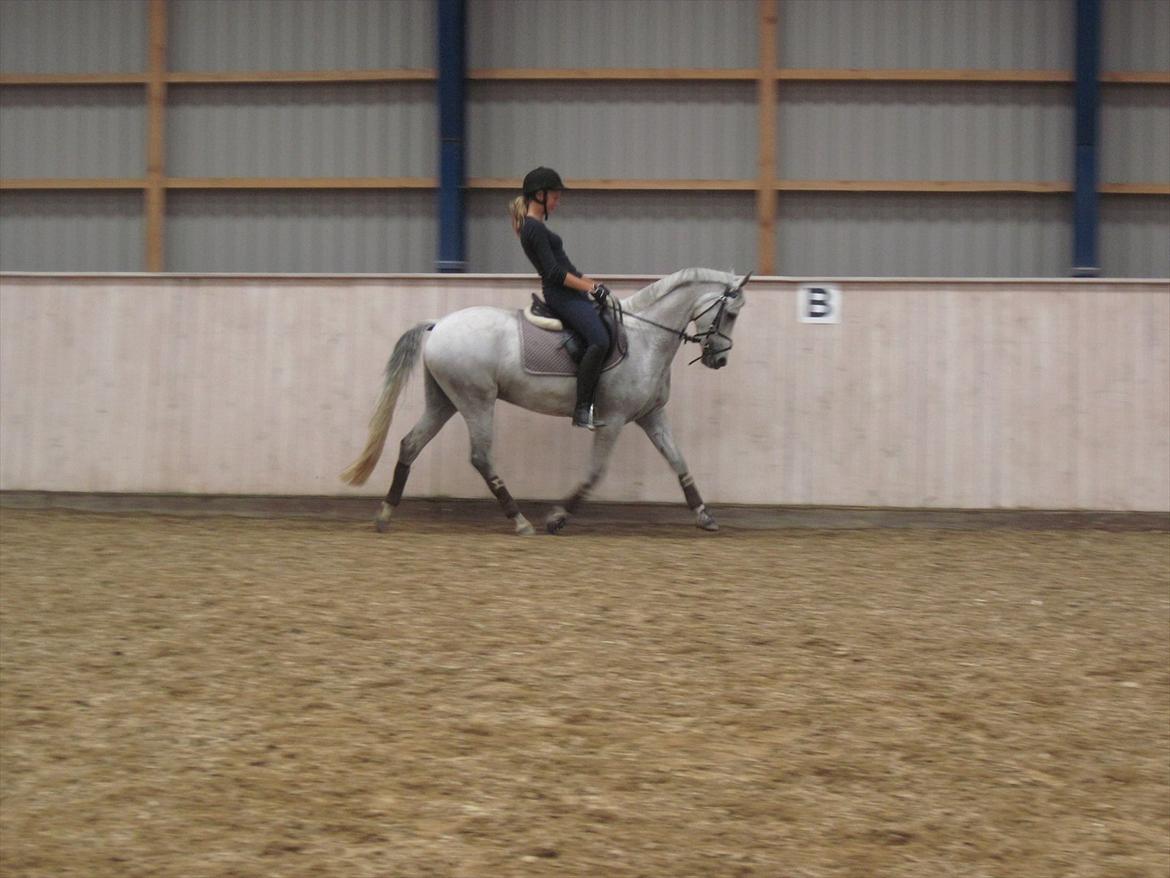 Anden særlig race Con Amor billede 16