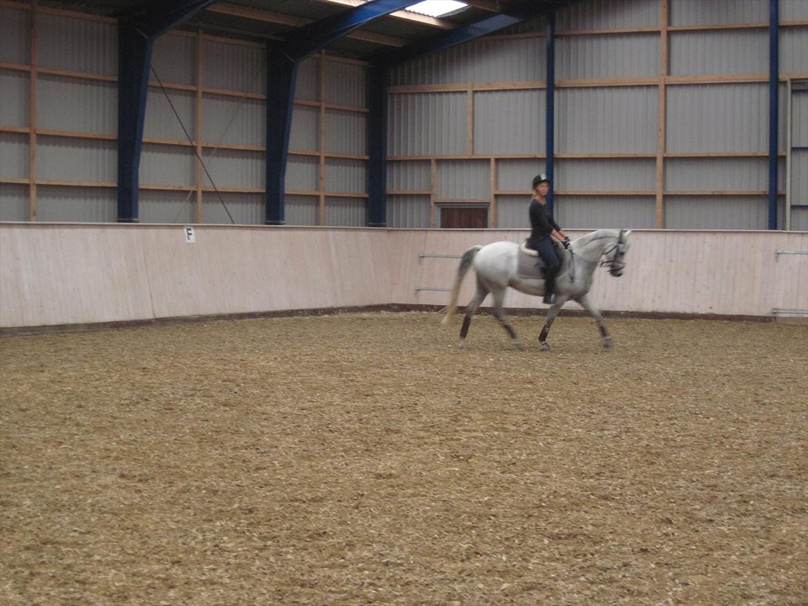 Anden særlig race Con Amor billede 12