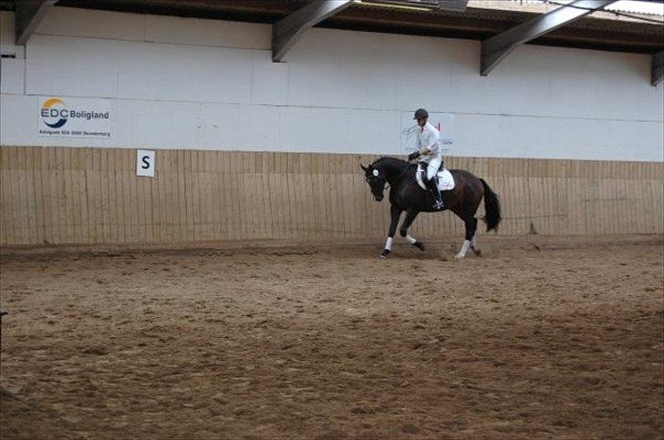 Oldenborg Bella Tisted - Bella til brugsprøve, 2009 billede 14