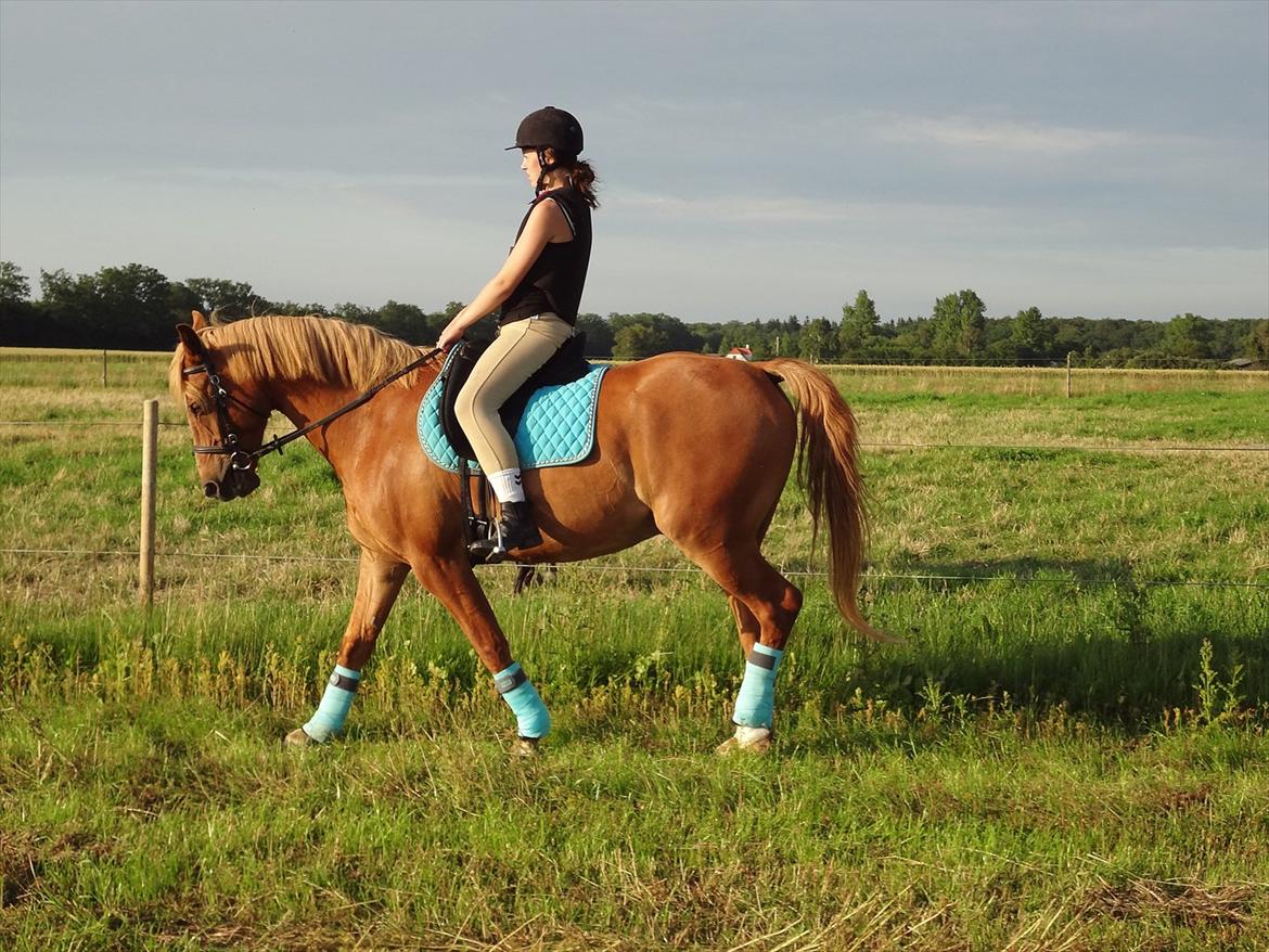 Anden særlig race Picasso billede 16