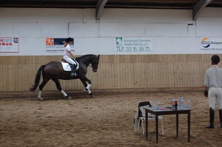 Oldenborg Bella Tisted billede 16