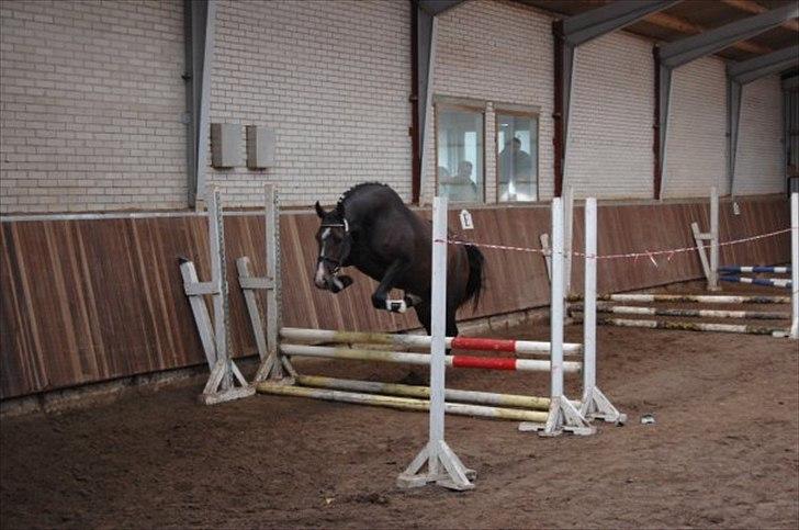 Oldenborg Bella Tisted - løsspringning til brugsprøve, 2009 billede 17