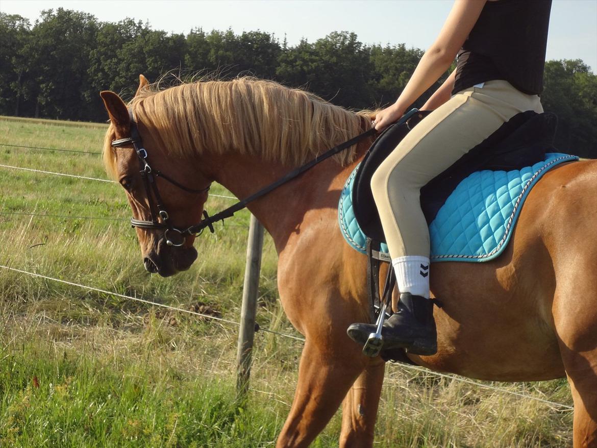 Anden særlig race Picasso billede 17