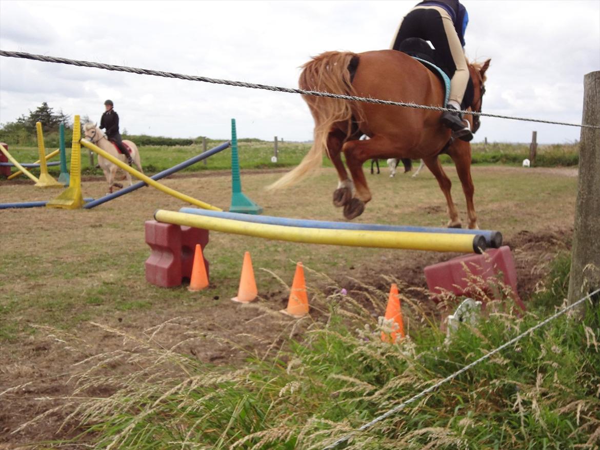 Anden særlig race Picasso billede 18