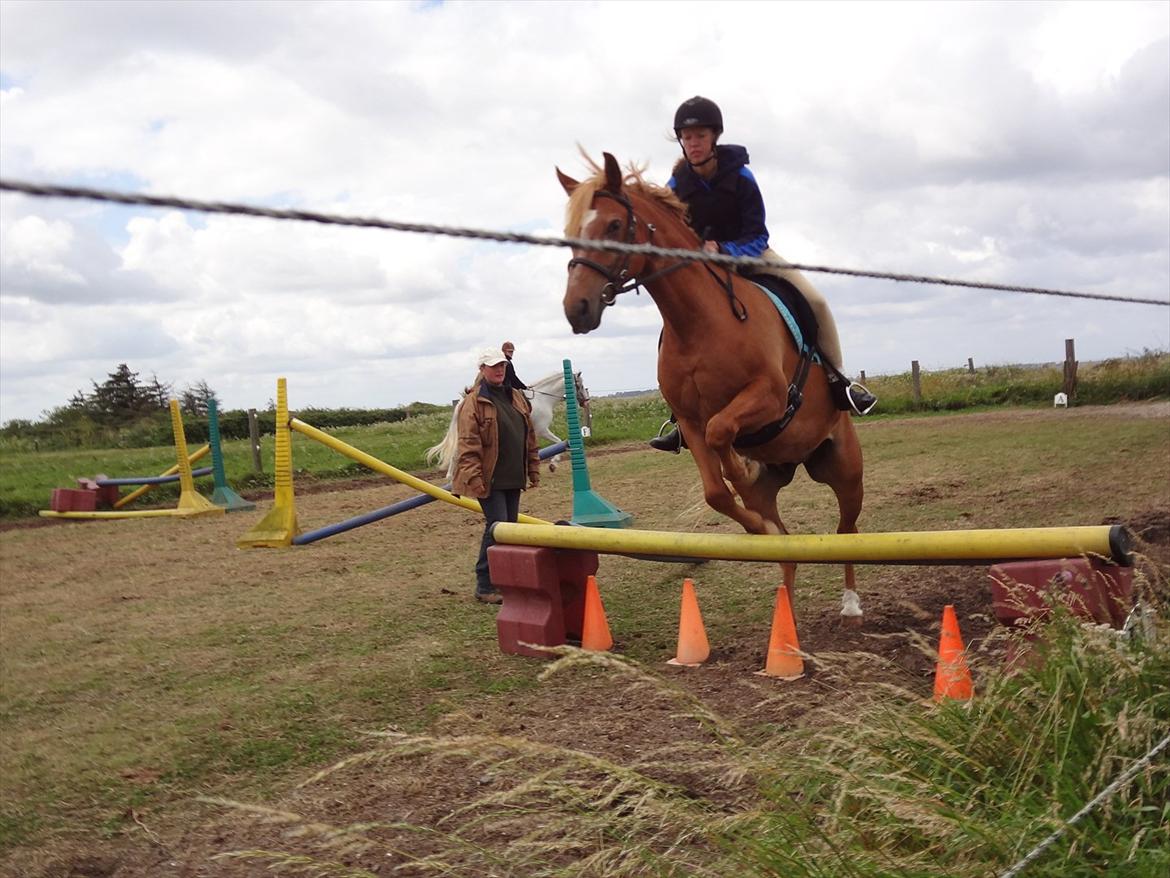 Anden særlig race Picasso billede 19