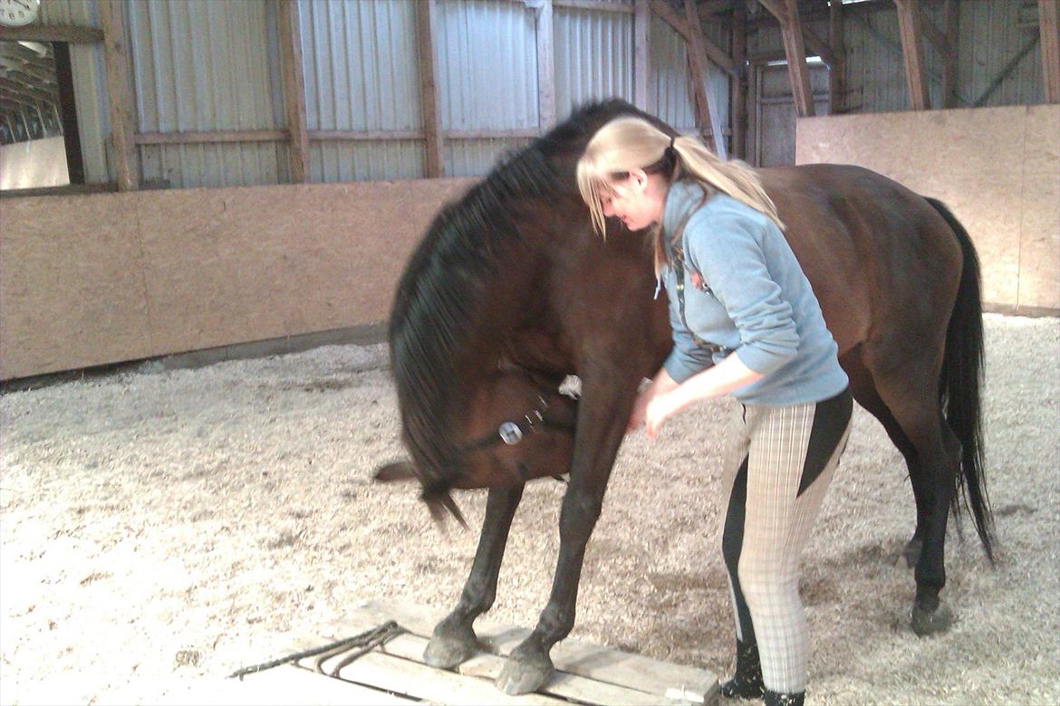 Trakehner Pari Poll <3SOLGT&SAVNET!!<3 billede 20