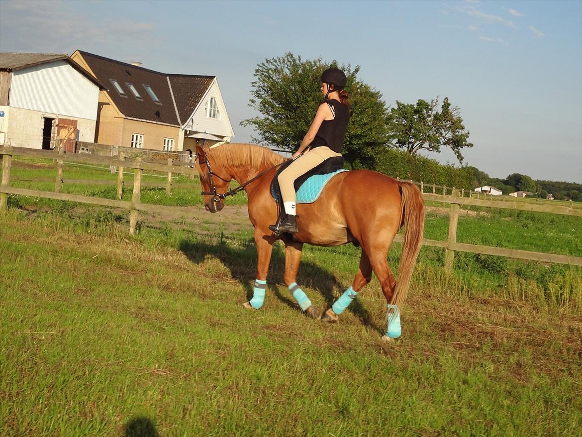 Anden særlig race Picasso billede 20