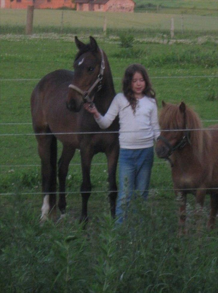 Tysk Sportspony Candy - mig candy og oskar billede 16