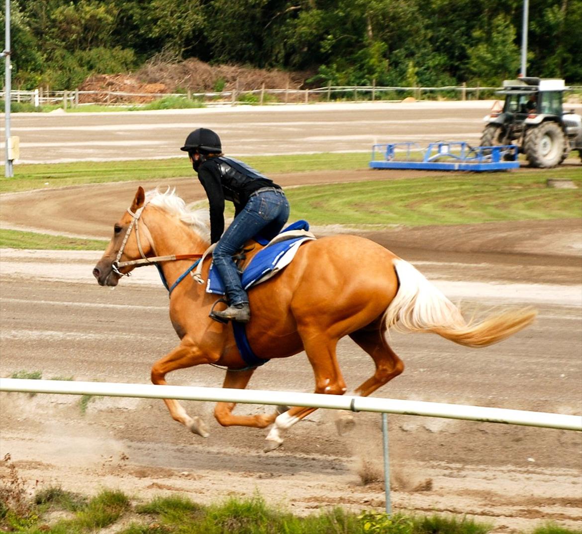 Palomino Fuldblod Mr Dream X XX billede 1