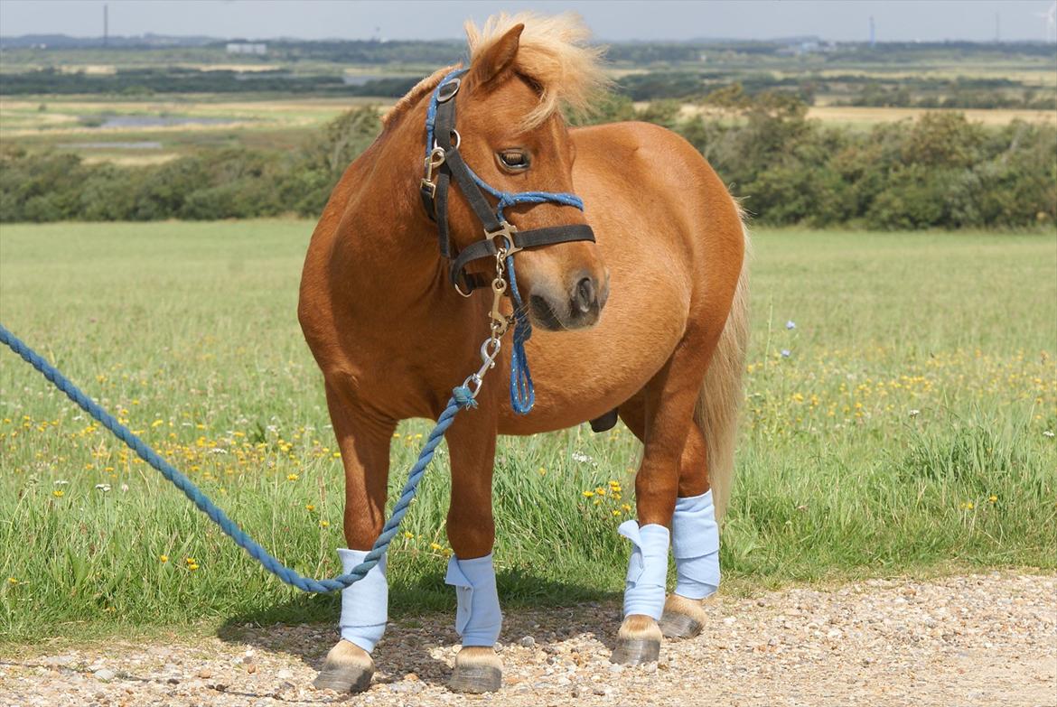 Anden særlig race Tarzan - © Foto-Moef billede 12