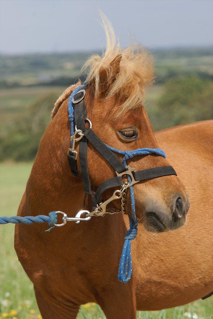 Anden særlig race Tarzan - © Foto-Moef billede 15