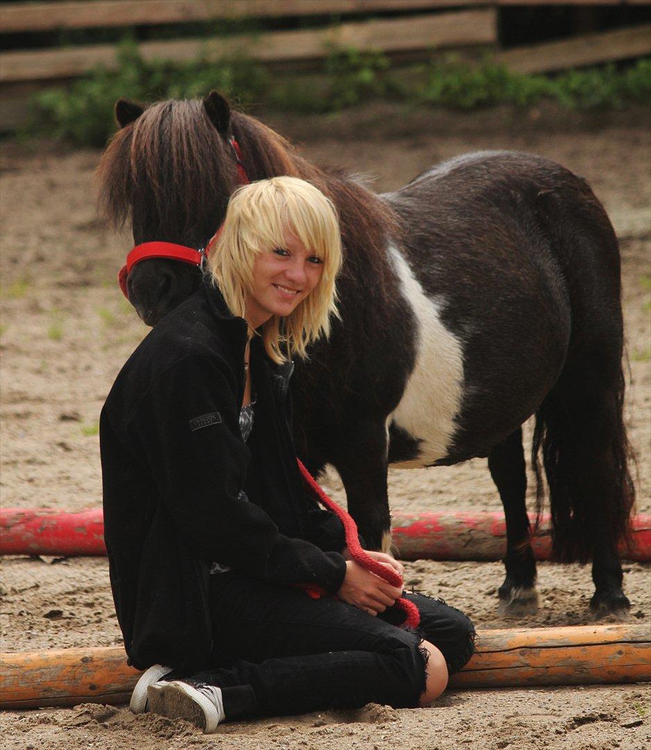 Shetlænder Trunte billede 1