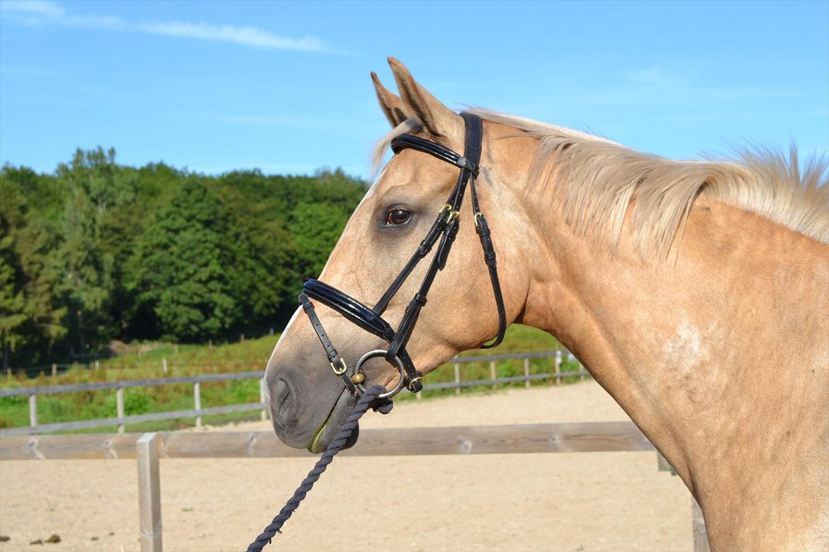 Palomino Mollie af Plovgaarden (solgt) billede 19