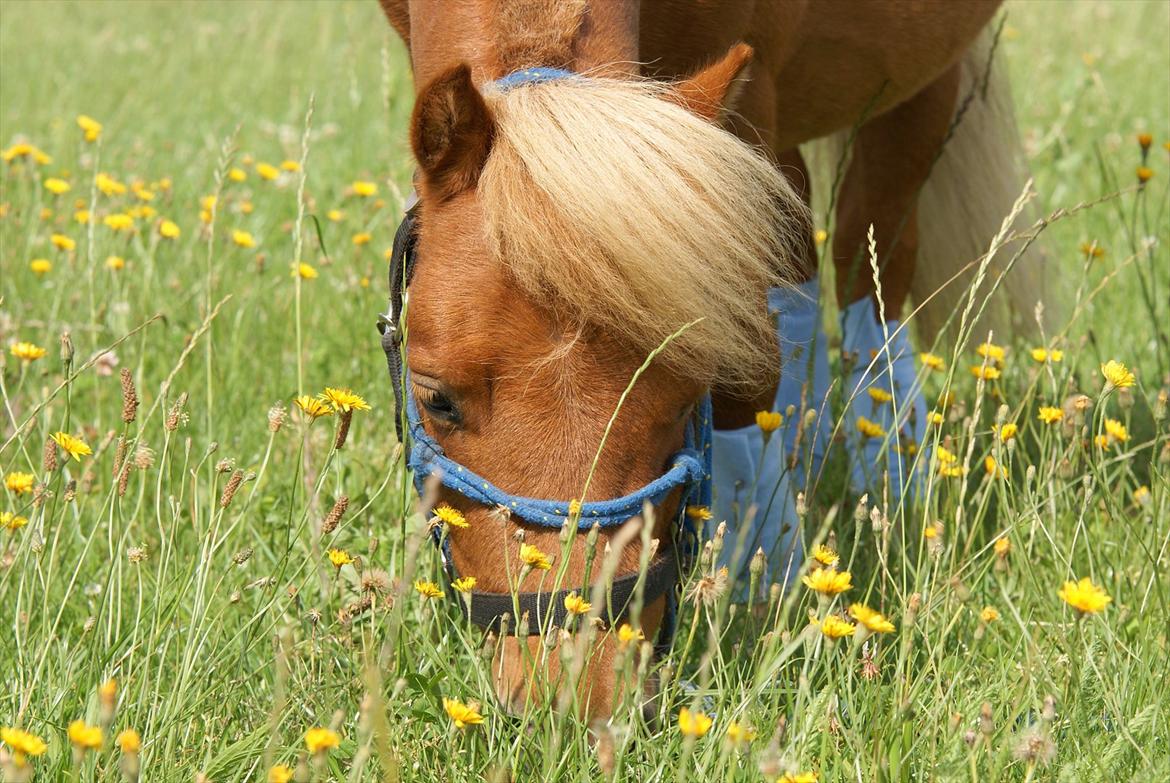 Anden særlig race Tarzan - © Foto-Moef billede 1