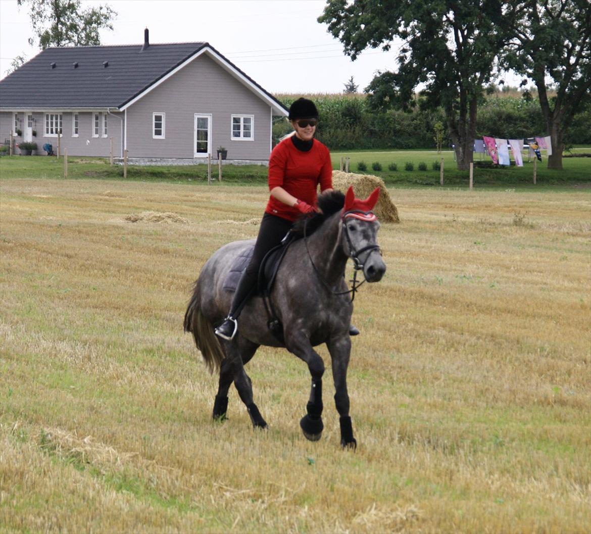 Holstener Castinè - Dejlig hest med på mark d. 06.08.11. billede 7