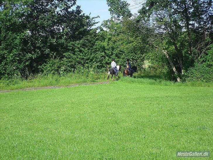 Shetlænder Candy<3 - Når enden er god, er alting god<3 billede 11