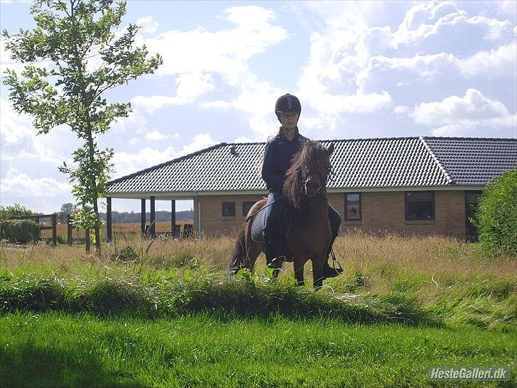 Shetlænder Candy<3 billede 12