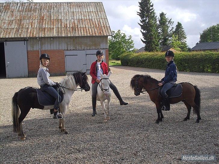 Shetlænder Candy<3 billede 13