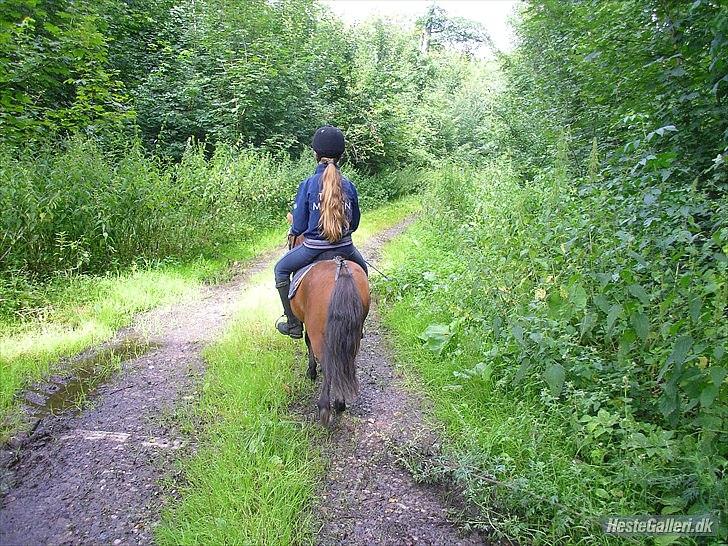 Shetlænder Candy<3 billede 14