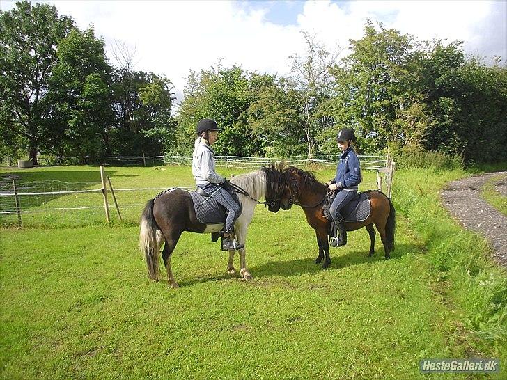 Shetlænder Candy<3 billede 15