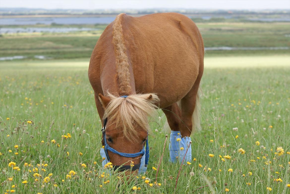 Anden særlig race Tarzan - © Foto-Moef billede 17