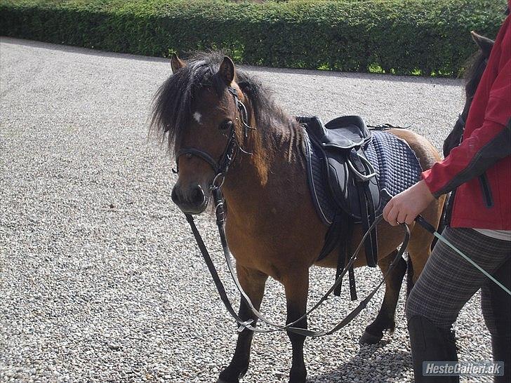 Shetlænder Candy<3 billede 16