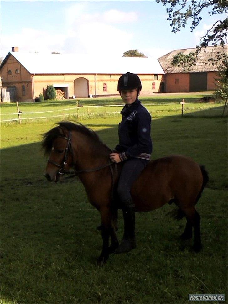 Shetlænder Candy<3 billede 18