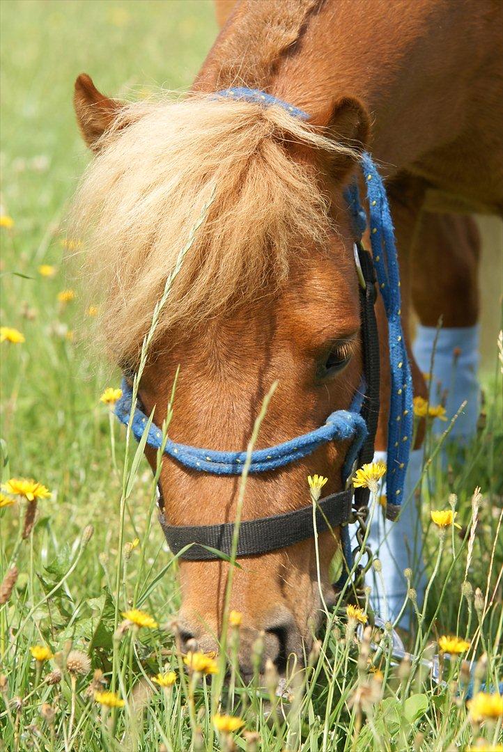 Anden særlig race Tarzan - © Foto-Moef billede 18