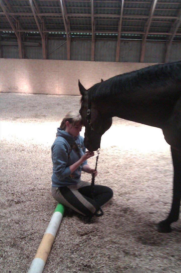 Trakehner Pari Poll <3SOLGT&SAVNET!!<3 billede 6