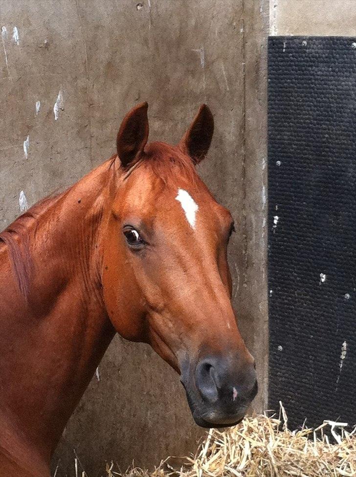 Dansk Varmblod Sion Lightfoot<3 - smukke! billede 15