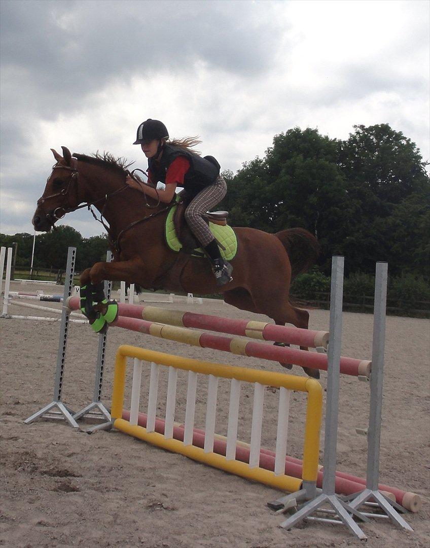 Hollandsk Sportspony Zorro VBP: <33 - velkomme til Zorros profil(:<33 billede 1