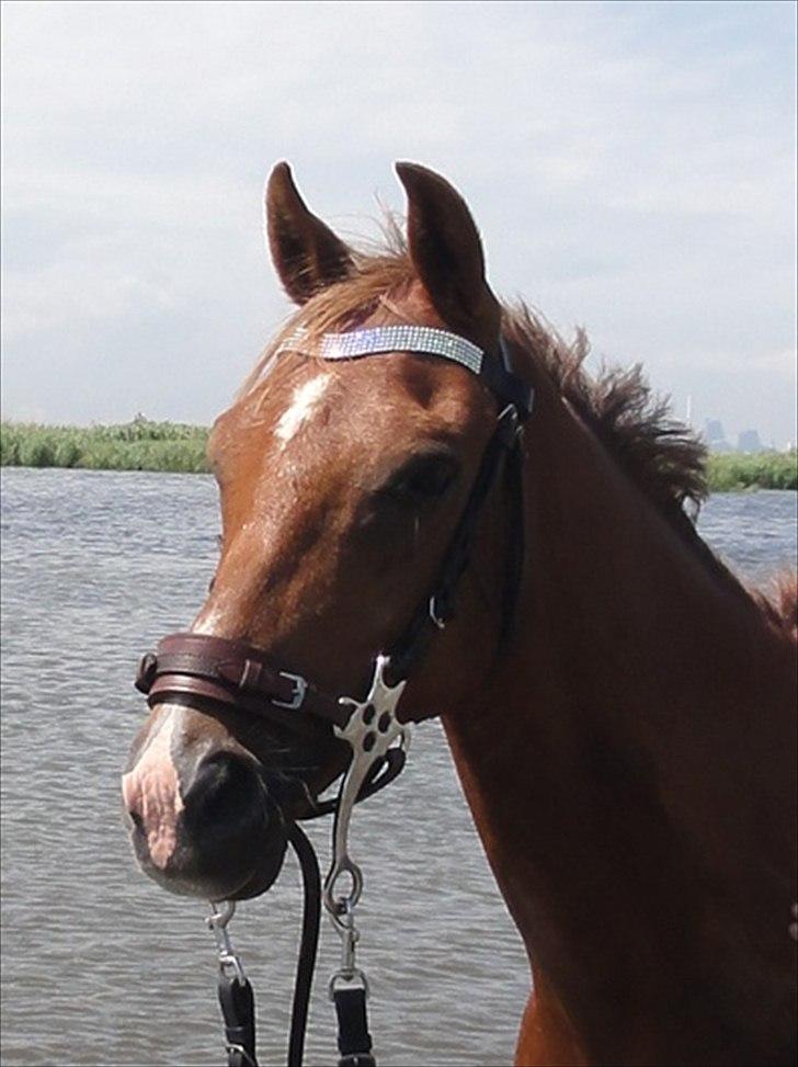 Hollandsk Sportspony Zorro VBP: <33 billede 2