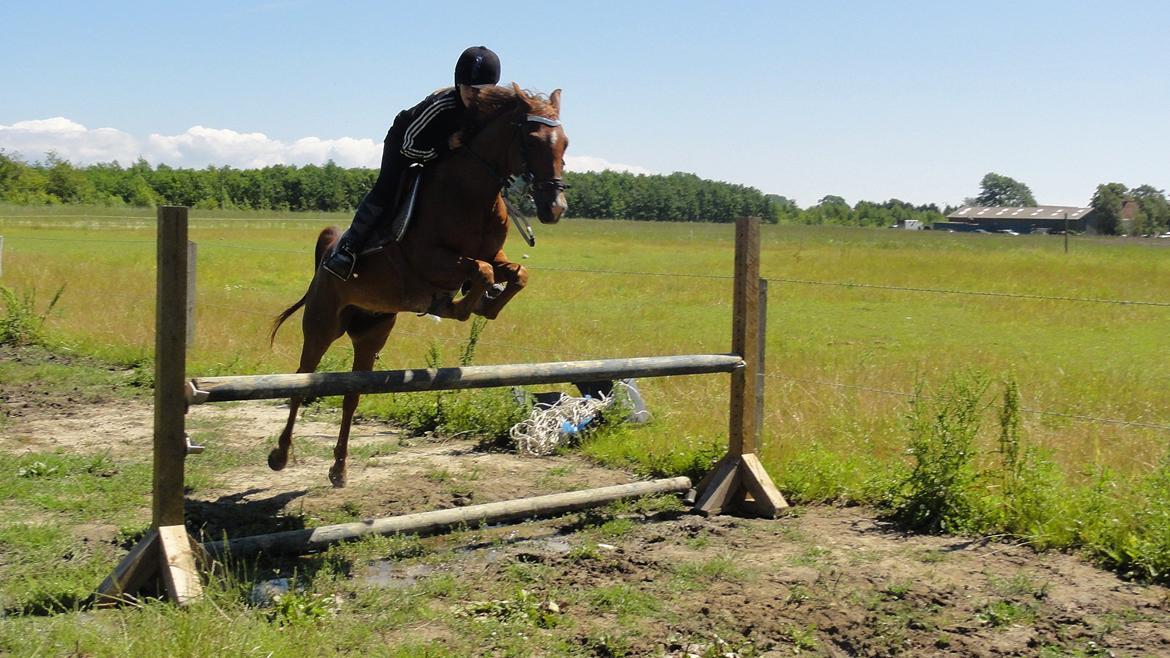 Hollandsk Sportspony Zorro VBP: <33 billede 3