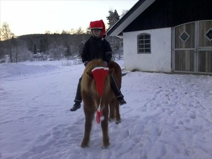 Islænder Tindra fra Vinkærgård - Første jul<3 billede 6