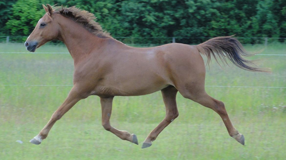 Hollandsk Sportspony Zorro VBP: <33 billede 5