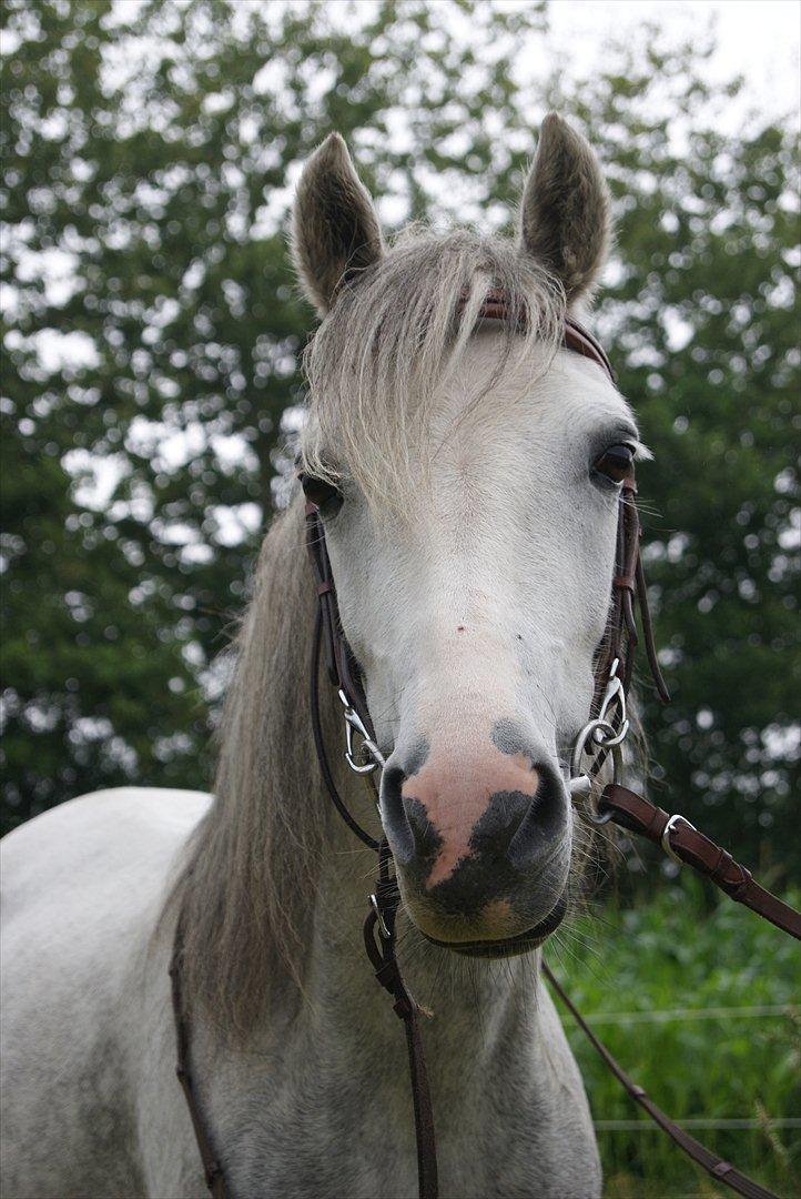 Anden særlig race Bonnie - © Foto-Moef billede 10