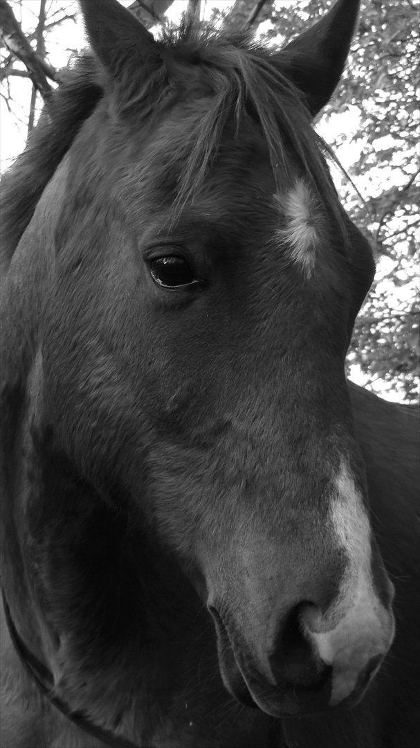 Hollandsk Sportspony Zorro VBP: <33 billede 12