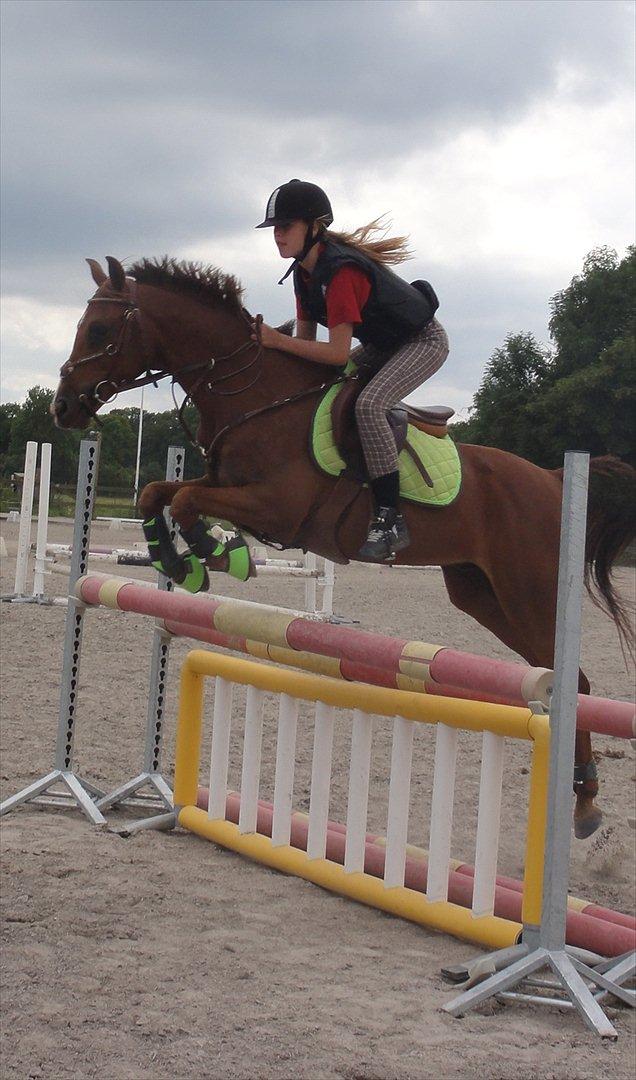 Hollandsk Sportspony Zorro VBP: <33 billede 6