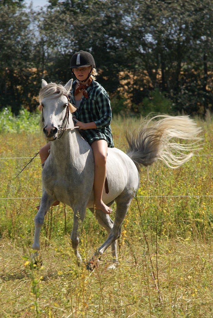 Anden særlig race Bonnie - © Foto-Moef billede 11